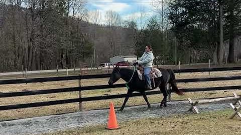 PK Gaited Western Pleasure (Squirrel and Steph)