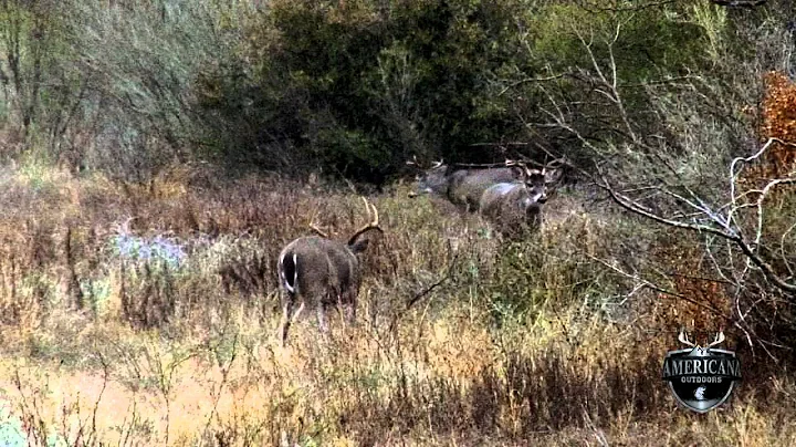 Amanda's Reynolds Whitetail hunt