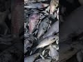 Thousands of DEAD FISH in the Murray Darling River Basin