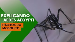 Explicando Aedes Aepgyti: Você conhece os hábitos do mosquito?