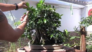 Bonsai in roca - Samurai pinzado 2018