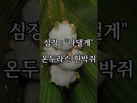 포유류 29 온두라스 흰박쥐 Honduran White Bat 