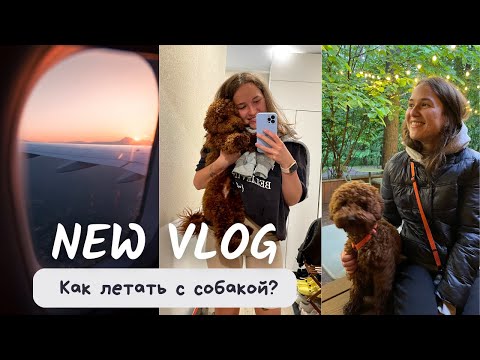 4. Как летать с собакой? Куда пристроить собаку на время отпуска? Сколько стоит летать с пуделем?