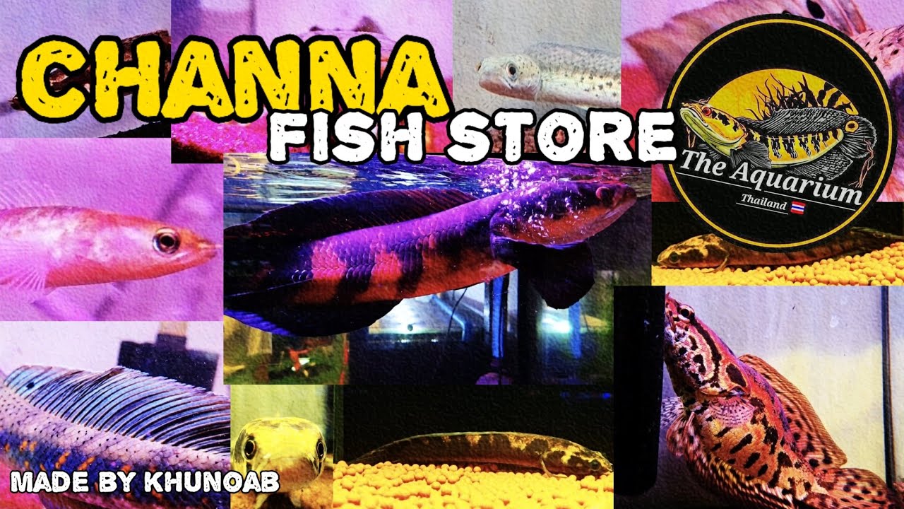 Let's check out some amazing Channa fish !! | มาอัปเดต ปลาช่อน ปลากั้ง กันหน่อย | The Aquarium TH ❤️