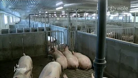 Agriculture : Visite d'une nurserie porcine  Poiroux