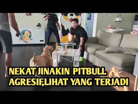 Video: Anjing - Sahabat Manusia, Atau Dia Hanya Berpura-pura? - Pandangan Alternatif