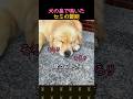犬の鼻で鳴いてしまったセミの運命