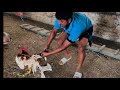 SARPANCH Vs Sakha-Shallu #fight #golden #hen Murga vs Men – The Ultimate Desi Race Challenge