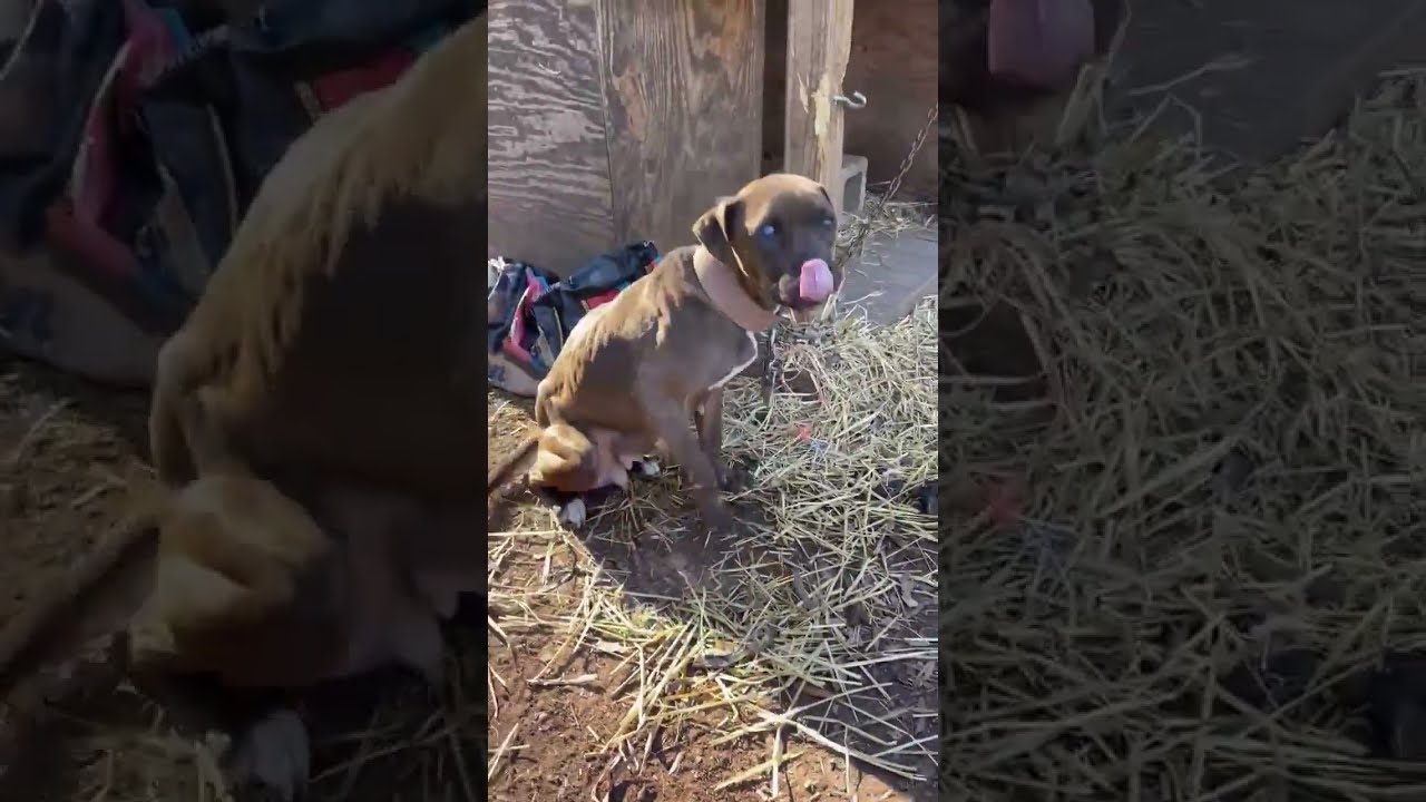 Trapped Chained Starving Pup Gives Everything To Her Babies Who Are On The Brink Story Below 