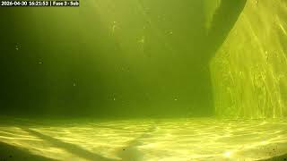 Zeehondencentrum Pieterburenの配信のサムネイル画像