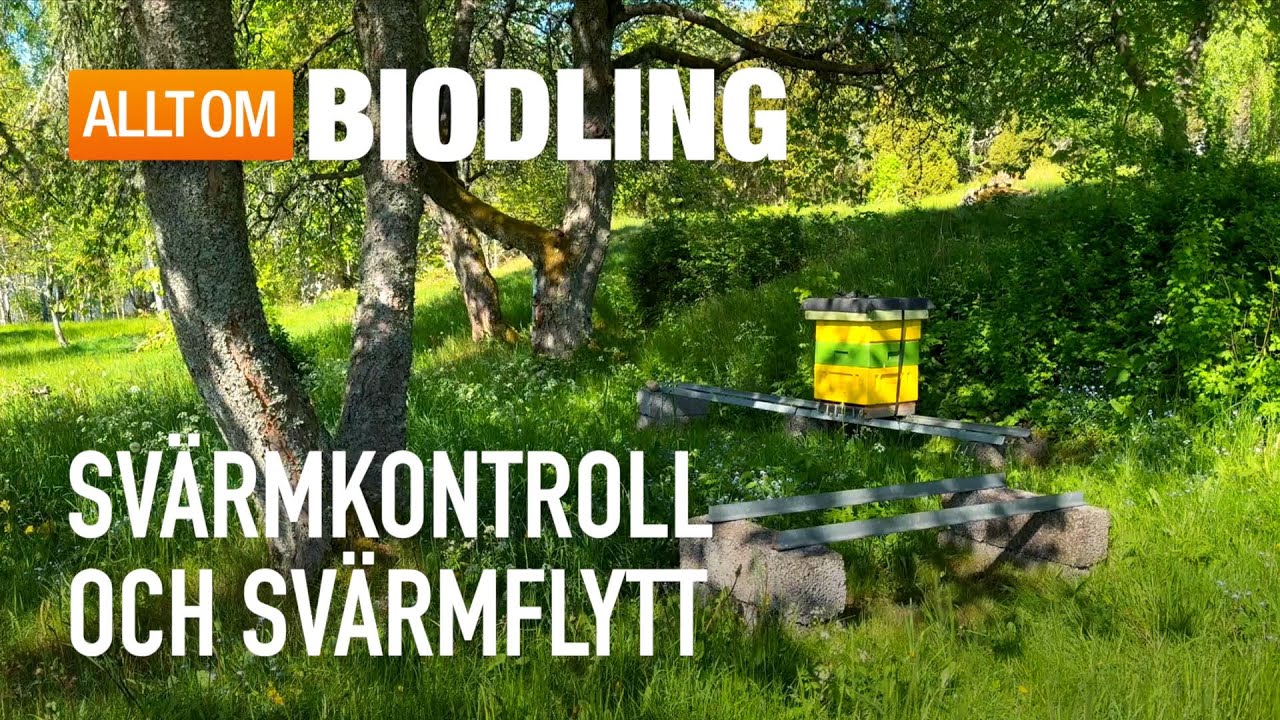 Svärmkontroll och svärmflytt | Biodling