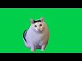 Huh Cat Meme Green Screen