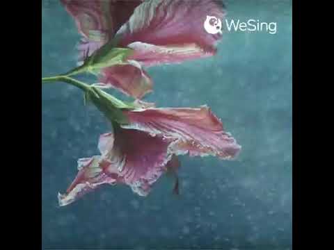 璎珞-陈柯宇(翻唱) 完整版