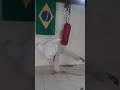 #artesmarciaismistas #taekwondo #cobrakai #taekwondotradicional #martialarts #karate