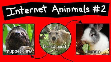 Internet Aninmal Names - Part 2