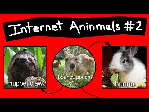 internet-aninmal-names---part-2