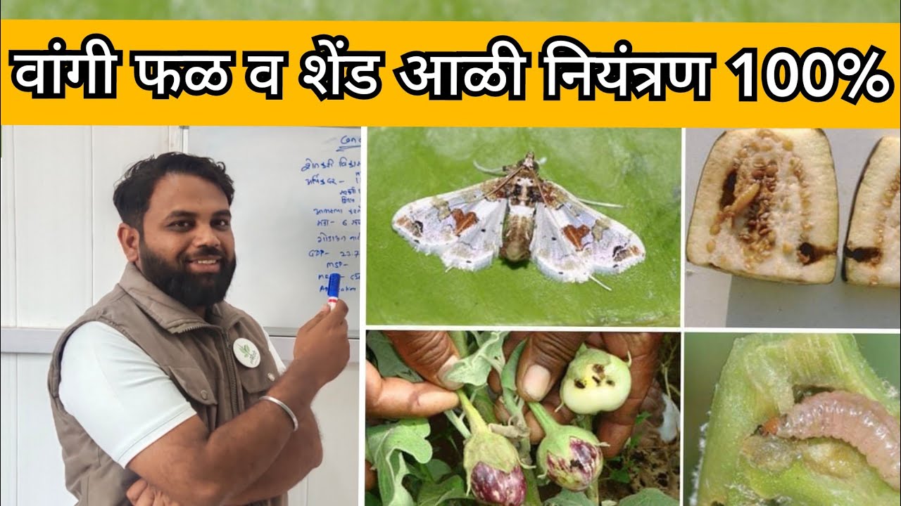 वांगी पिकातील शेंडा व फळ आळी नियंत्रण उपाय योजना | control fruit and shoot borer in brinjal | #वांगी