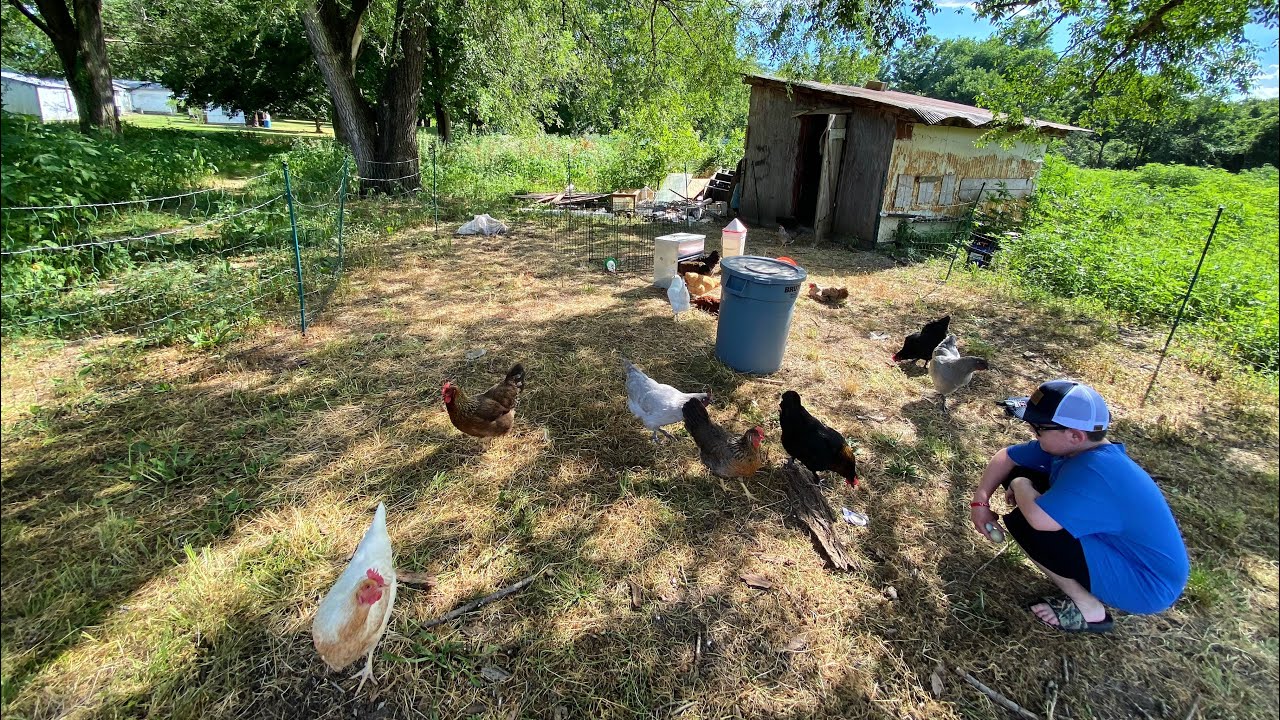 Tragedy On The Farm | Losing Chickens | Farm Update - YouTube