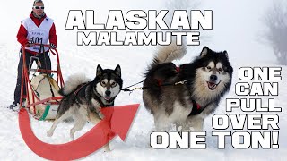 The Alaskan POWERHOUSE  Alaskan Malamute  Animal a Day