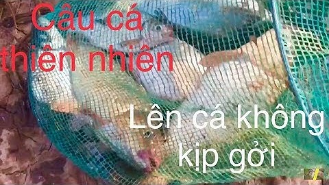 CÂU CÁ CHÉP SÔNG, LÊN CÁ KHÔNG KỊP GỠ  P2//Go fishing in river P2