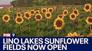 Lino Lakes sunflower fields now open through September