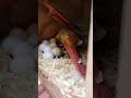 baby parrot watch day 3 #parrotegg #parrot #greencheekconure #babybirds