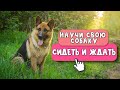 Как научить собаку команде СИДЕТЬ? + выдержка