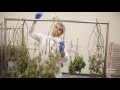 Medical Marijuana Grows Under Strict Conditions As Industry Expands