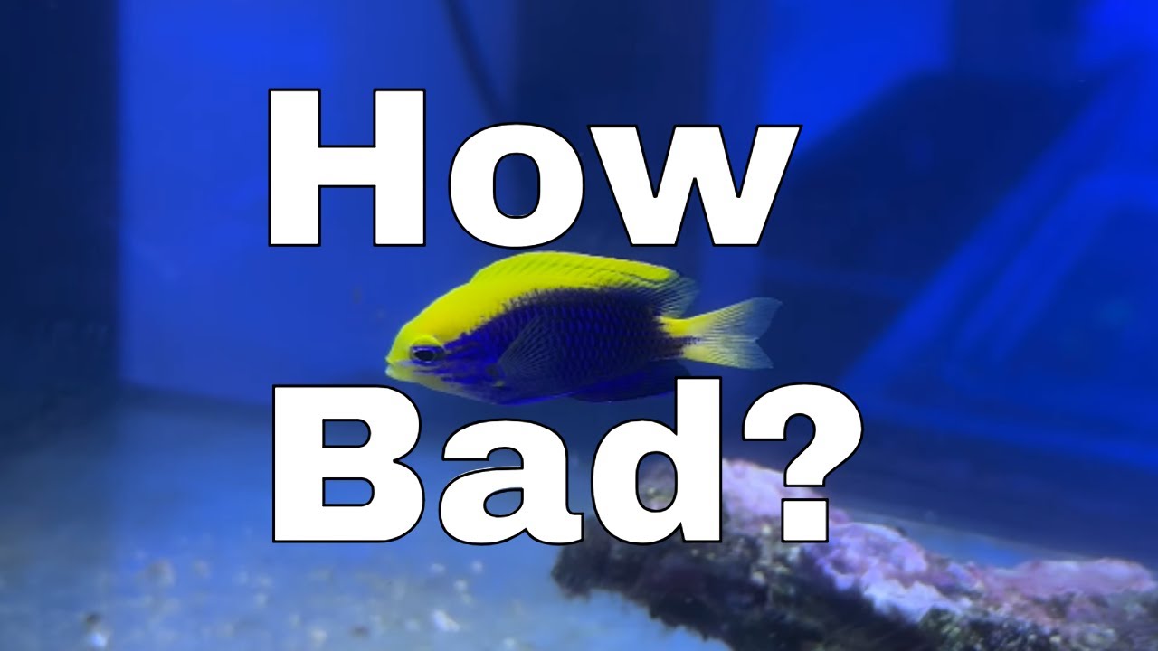 Возрождение заброшенного рифового аквариума — Часть 3