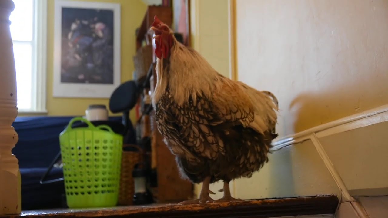 Dog and Rooster Duet February2020 478 YouTube