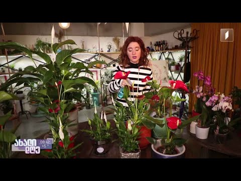 ვიდეო: რომელი მცენარეებია კარგი ტერარიუმებისთვის?