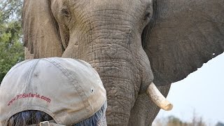 Zimbabwe Elephant Hunting 2015 with PD SAFARIS screenshot 2