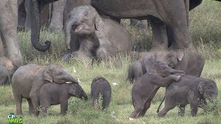 Play time of baby elephants !