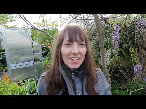 Video: Glyzinien-Samenkapseln pflanzen – Wann sollte ich Glyzinien-Samen pflanzen?