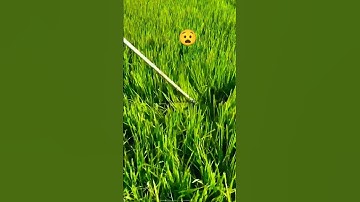 Rice farming system // snake in  rice field // snake attrack in rice field #shorts #ytshorts #10k