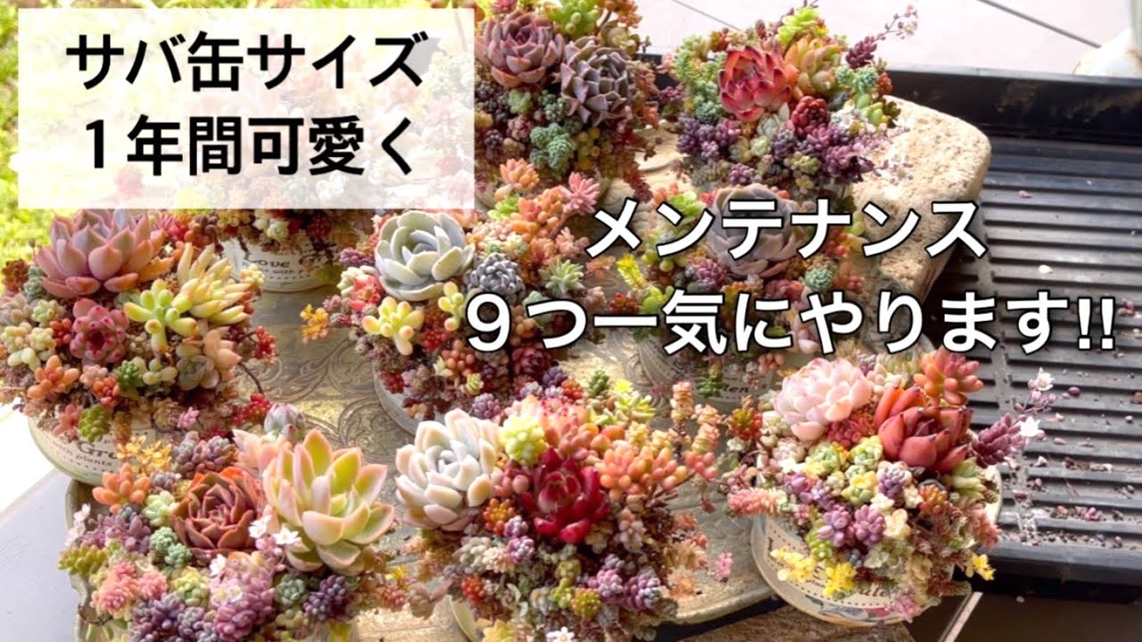 #16【succulents】リメ缶寄せ植えを1年可愛く❤️メンテナンスが大事です