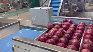 Onion Grading Machine from GELGOOG