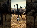 The Great Emu War: When Australia Lost a War to Birds!