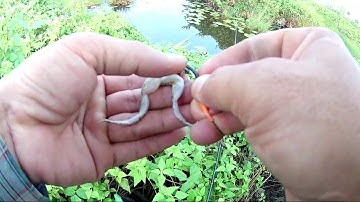 HƯỚNG DẪN CÁCH MÓC NHÁI CÂU CÁ LÓC  CHO ANH EM MỚI VÀO NGHỀ @giangngofising