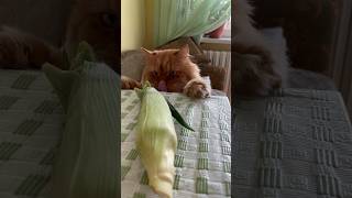 Помимо дыни, Хани ест ещё кукурузу #кот #кошка #cat #наглость #кукуруза #maize #corn #funnycats