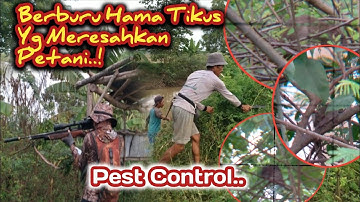 🔴PEST CONTROL‼️Pengendalian Hama Tikus Yg Meresahkan Petani