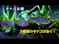 【アクアリウム】タナゴ水槽ご紹介　5種類のタナゴが優雅に群れる！？　　　タナゴ水槽