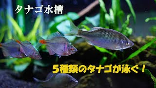 【アクアリウム】タナゴ水槽ご紹介　5種類のタナゴが優雅に群れる！？　　　タナゴ水槽