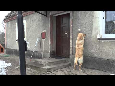 犬小屋にいるのは嫌な犬  