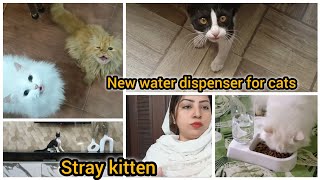 Stray kitten playing with mouse stick | New water dispenser for cats | nova ko injection lgwane gye