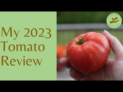 Video: Tomato Zlatá tchyně: popis, vlastnosti, recenze