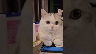 #tofu #cat #cutecat #pets #munchkin