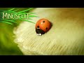 Minuscule - la bonne graine/The Right Seed (Season 1)