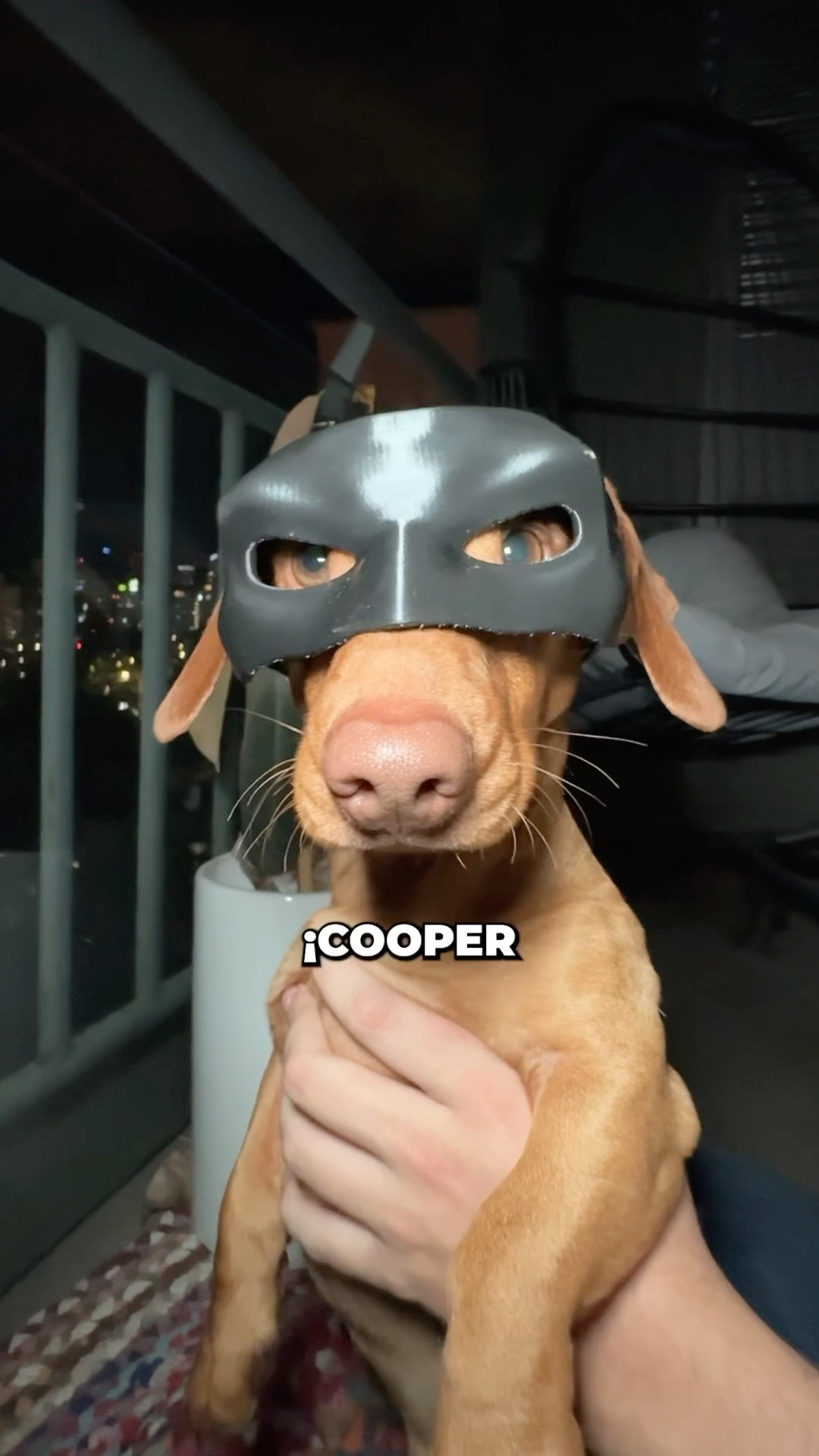 Convertí a mi perrito EN BATMAN ?⚡️JAJA