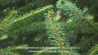 Ель европейская (обыкновенная). Picea abies L. фильм 22-й Ель европейская (обыкновенная). Picea abies L. фильм 22-й